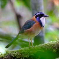 Pitta-like Ground-Roller